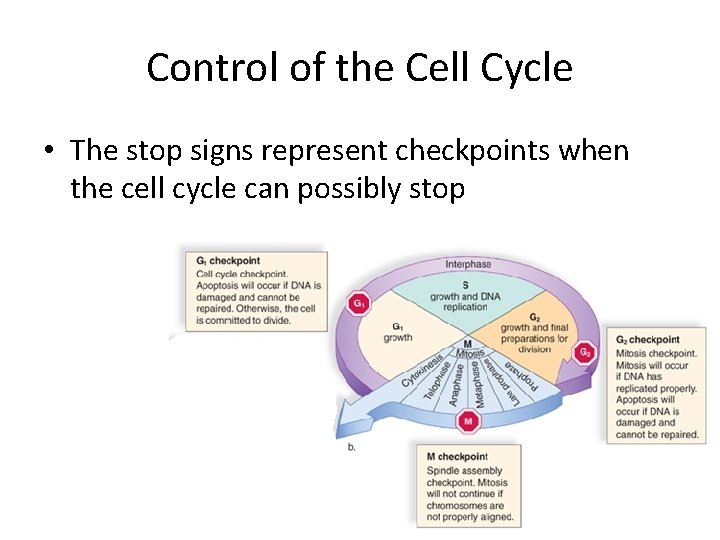 Control of the Cell Cycle • The stop signs represent checkpoints when the cell