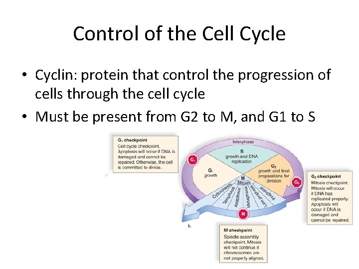 Control of the Cell Cycle • Cyclin: protein that control the progression of cells