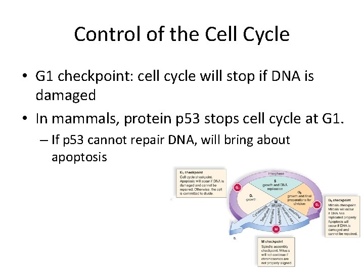 Control of the Cell Cycle • G 1 checkpoint: cell cycle will stop if