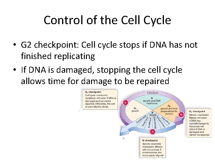 Control of the Cell Cycle • G 2 checkpoint: Cell cycle stops if DNA