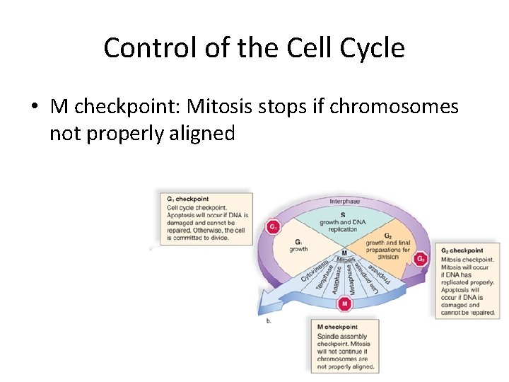 Control of the Cell Cycle • M checkpoint: Mitosis stops if chromosomes not properly