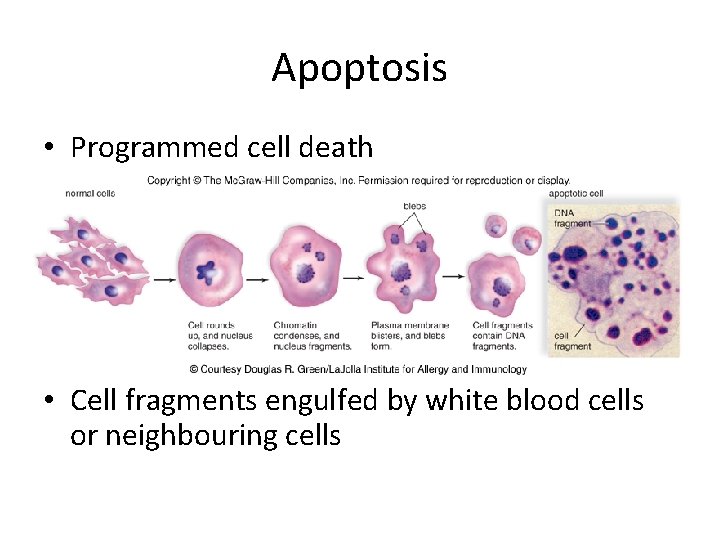 Apoptosis • Programmed cell death • Cell fragments engulfed by white blood cells or