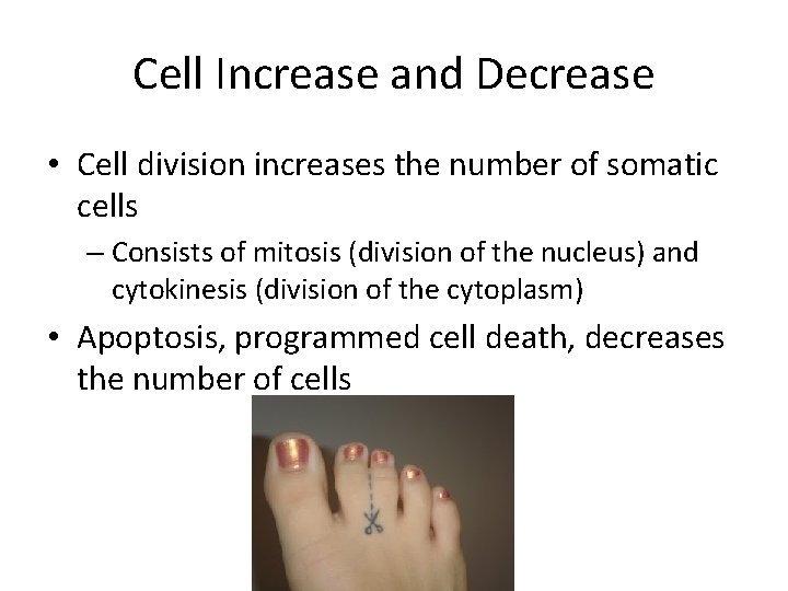 Cell Increase and Decrease • Cell division increases the number of somatic cells –