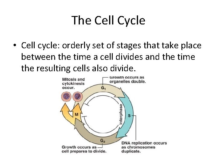 The Cell Cycle • Cell cycle: orderly set of stages that take place between