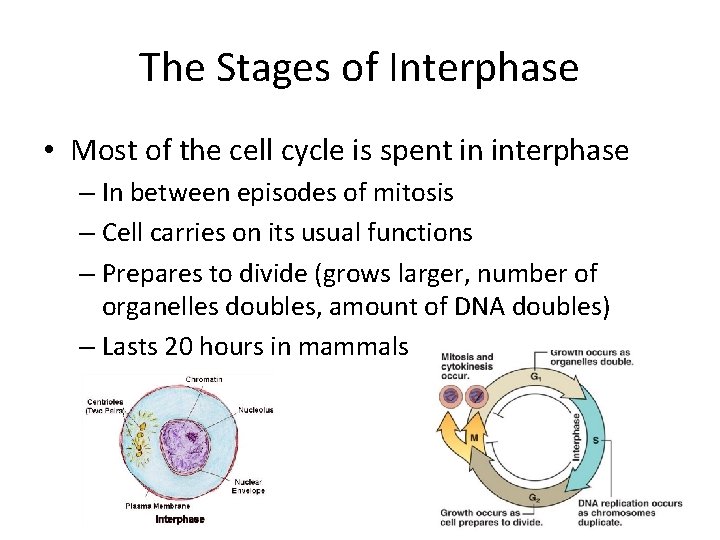 The Stages of Interphase • Most of the cell cycle is spent in interphase