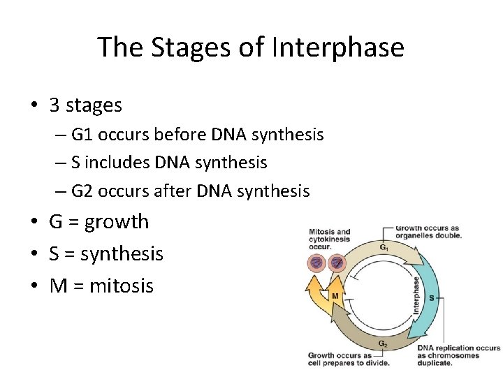 The Stages of Interphase • 3 stages – G 1 occurs before DNA synthesis
