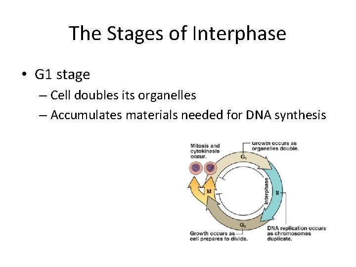 The Stages of Interphase • G 1 stage – Cell doubles its organelles –