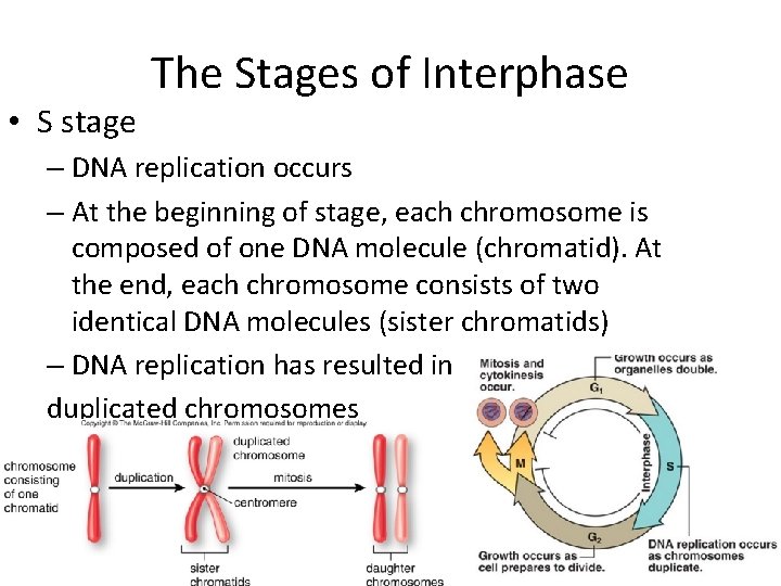  • S stage The Stages of Interphase – DNA replication occurs – At