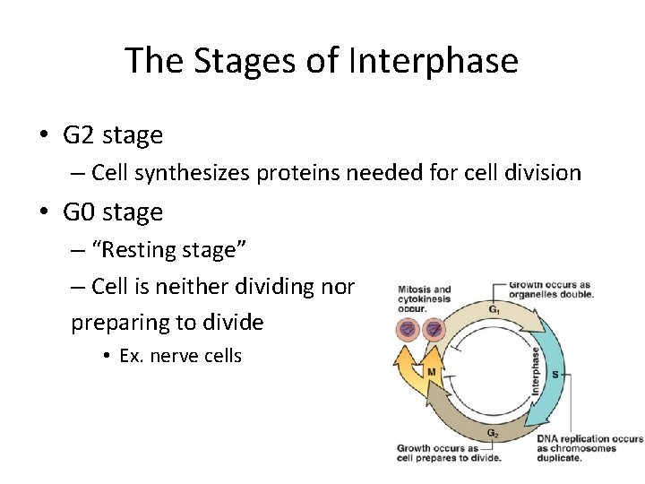 The Stages of Interphase • G 2 stage – Cell synthesizes proteins needed for