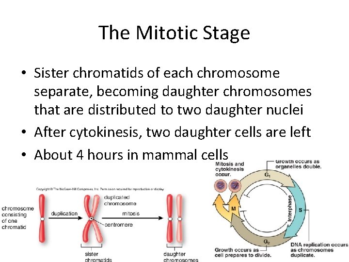 The Mitotic Stage • Sister chromatids of each chromosome separate, becoming daughter chromosomes that