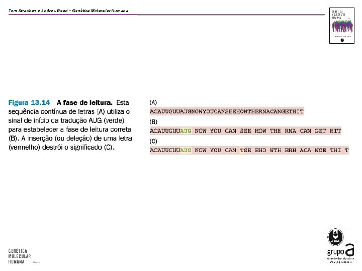 Tom Strachan e Andrew Read − Genética Molecular Humana 