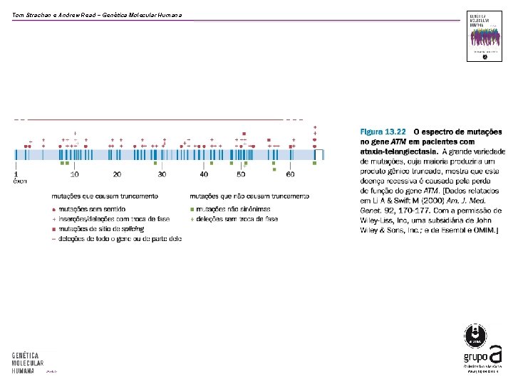 Tom Strachan e Andrew Read − Genética Molecular Humana 