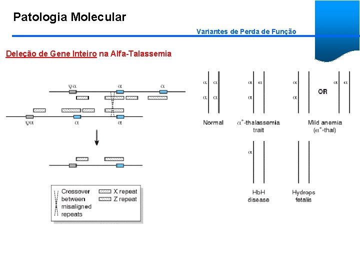 Patologia Molecular Variantes de Perda de Função Deleção de Gene Inteiro na Alfa-Talassemia 