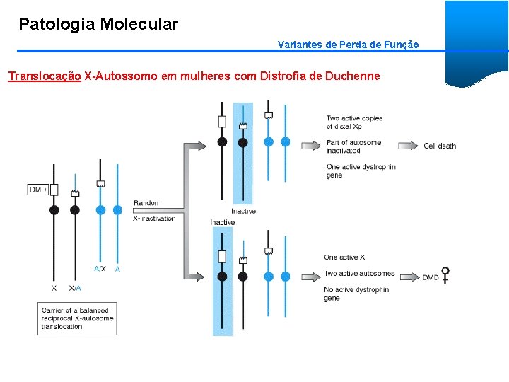 Patologia Molecular Variantes de Perda de Função Translocação X-Autossomo em mulheres com Distrofia de