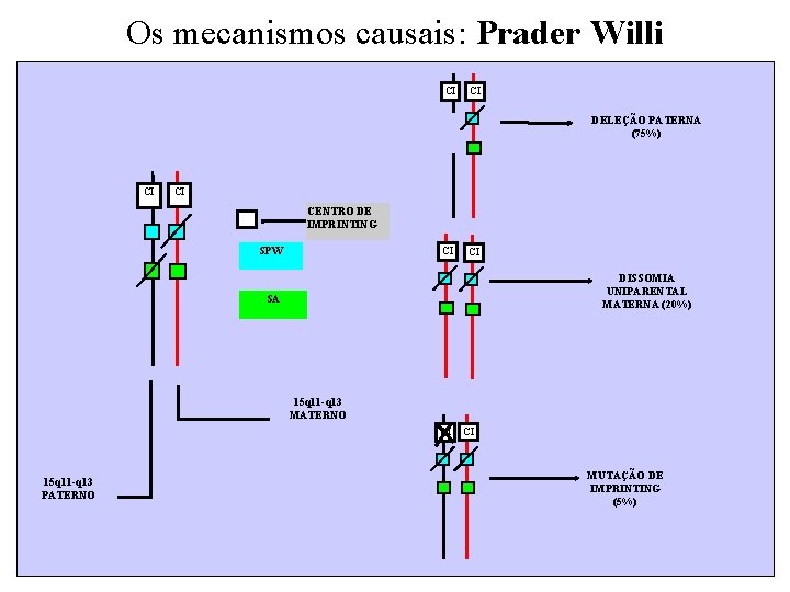 Os mecanismos causais: Prader Willi CI CI DELEÇÃO PATERNA (75%) CI CI CENTRO DE