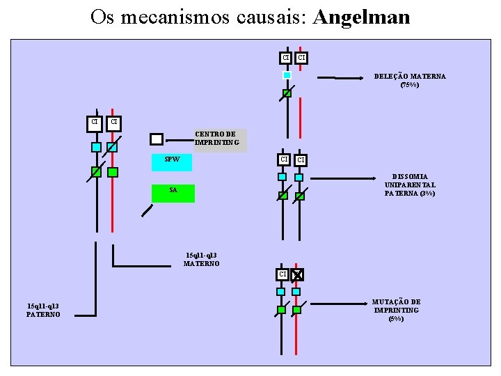 Os mecanismos causais: Angelman CI CI DELEÇÃO MATERNA (75%) CI CI CENTRO DE IMPRINTING
