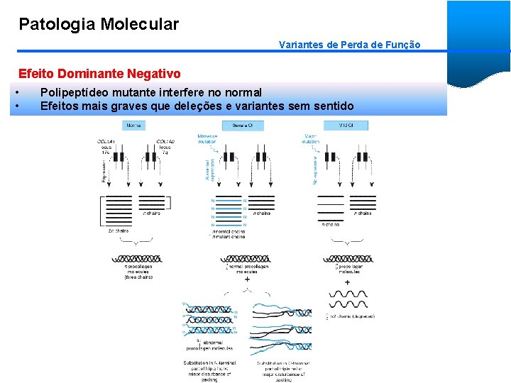 Patologia Molecular Variantes de Perda de Função Efeito Dominante Negativo • • Polipeptídeo mutante