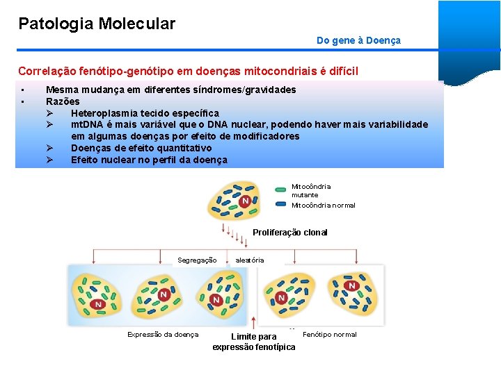 Patologia Molecular Do gene à Doença Correlação fenótipo-genótipo em doenças mitocondriais é difícil •