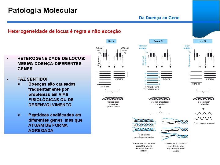 Patologia Molecular Da Doença ao Gene Heterogeneidade de lócus é regra e não exceção