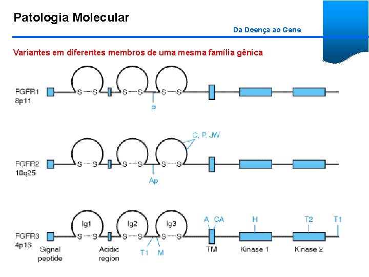 Patologia Molecular Da Doença ao Gene Variantes em diferentes membros de uma mesma família