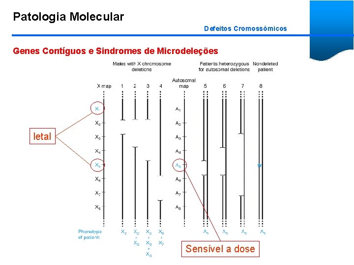 Patologia Molecular Defeitos Cromossômicos Genes Contíguos e Sindromes de Microdeleções letal Sensível a dose