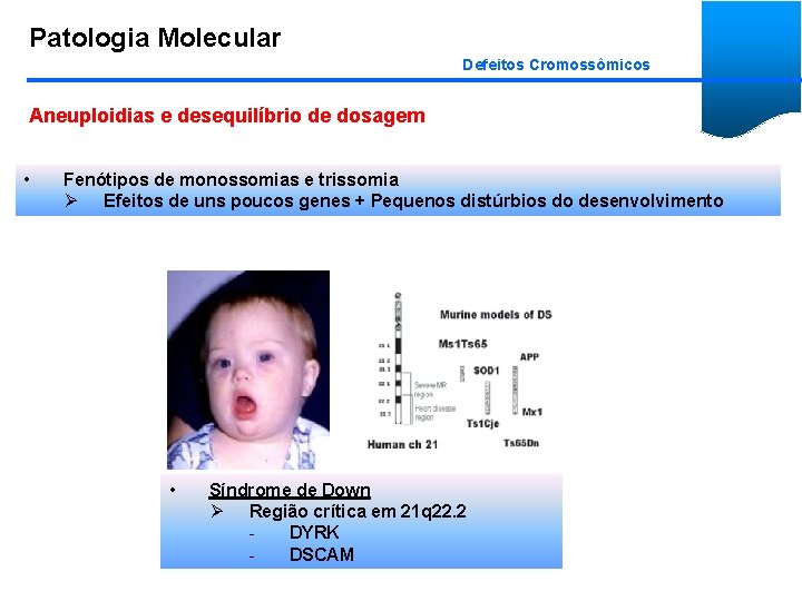 Patologia Molecular Defeitos Cromossômicos Aneuploidias e desequilíbrio de dosagem • Fenótipos de monossomias e