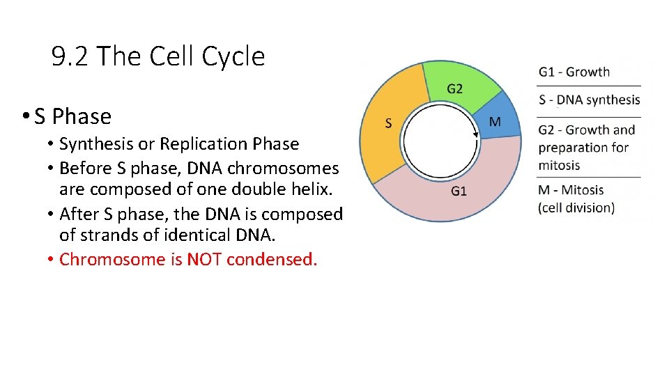 9. 2 The Cell Cycle • S Phase • Synthesis or Replication Phase •