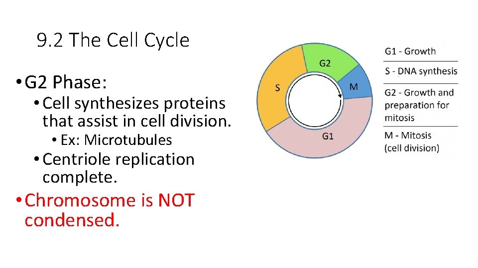 9. 2 The Cell Cycle • G 2 Phase: • Cell synthesizes proteins that