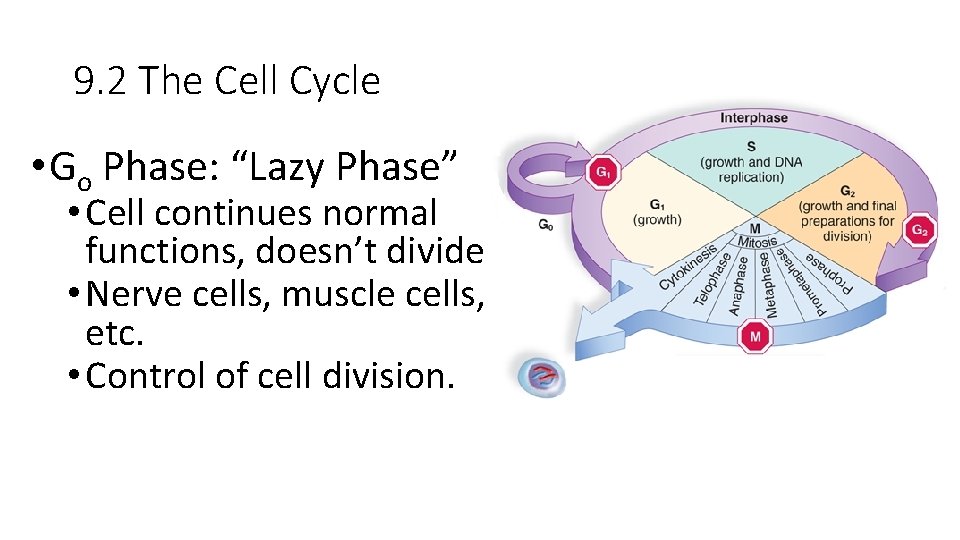 9. 2 The Cell Cycle • Go Phase: “Lazy Phase” • Cell continues normal