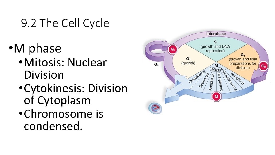 9. 2 The Cell Cycle • M phase • Mitosis: Nuclear Division • Cytokinesis: