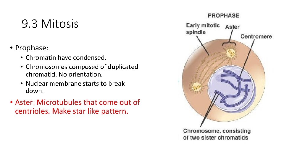 9. 3 Mitosis • Prophase: • Chromatin have condensed. • Chromosomes composed of duplicated