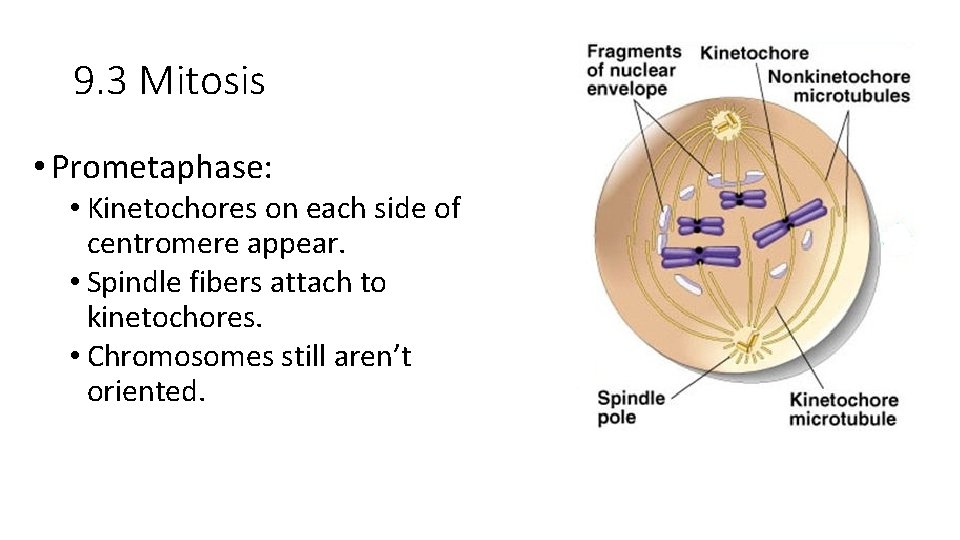 9. 3 Mitosis • Prometaphase: • Kinetochores on each side of centromere appear. •
