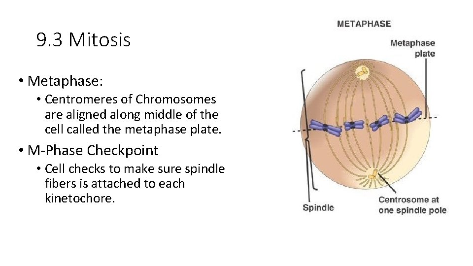 9. 3 Mitosis • Metaphase: • Centromeres of Chromosomes are aligned along middle of