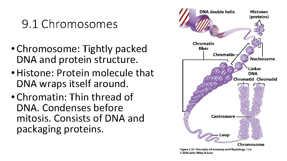 9. 1 Chromosomes • Chromosome: Tightly packed DNA and protein structure. • Histone: Protein