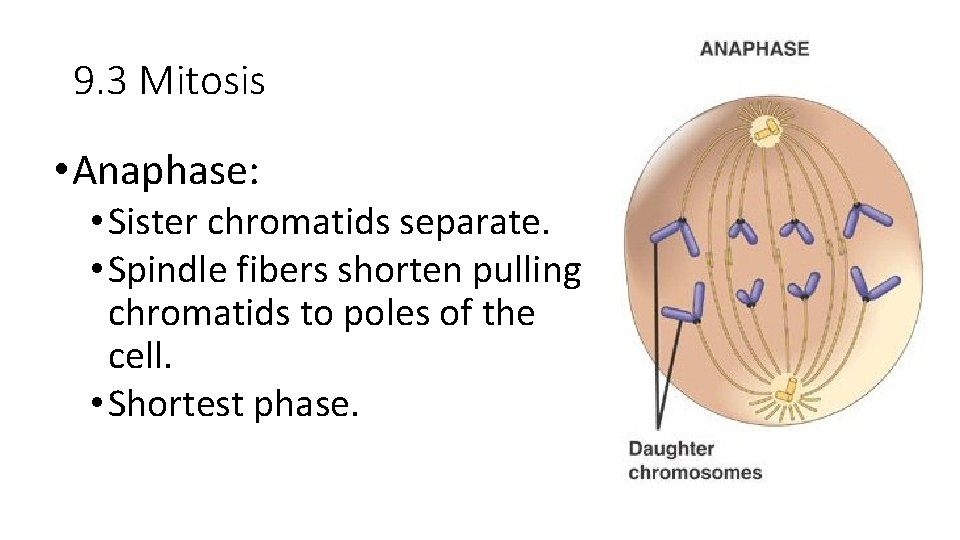 9. 3 Mitosis • Anaphase: • Sister chromatids separate. • Spindle fibers shorten pulling