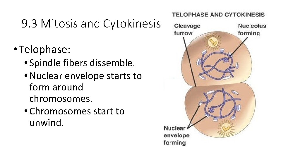 9. 3 Mitosis and Cytokinesis • Telophase: • Spindle fibers dissemble. • Nuclear envelope