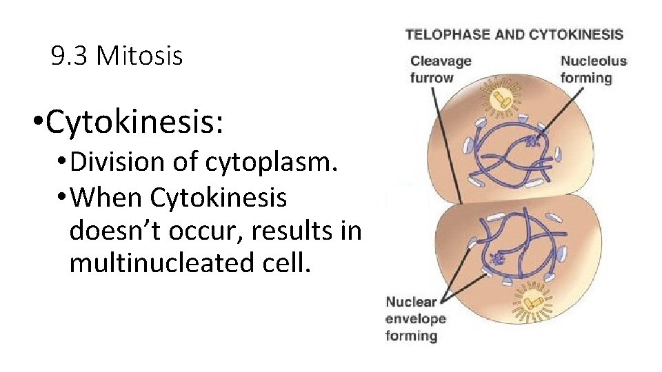 9. 3 Mitosis • Cytokinesis: • Division of cytoplasm. • When Cytokinesis doesn’t occur,