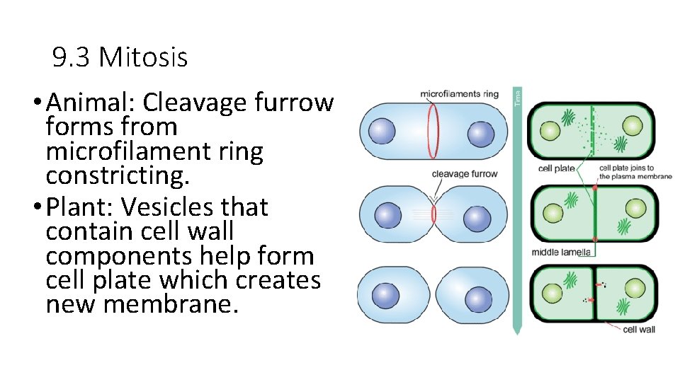 9. 3 Mitosis • Animal: Cleavage furrow forms from microfilament ring constricting. • Plant: