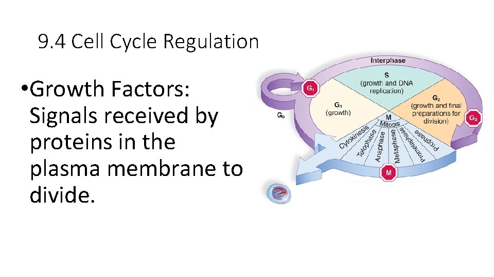 9. 4 Cell Cycle Regulation • Growth Factors: Signals received by proteins in the