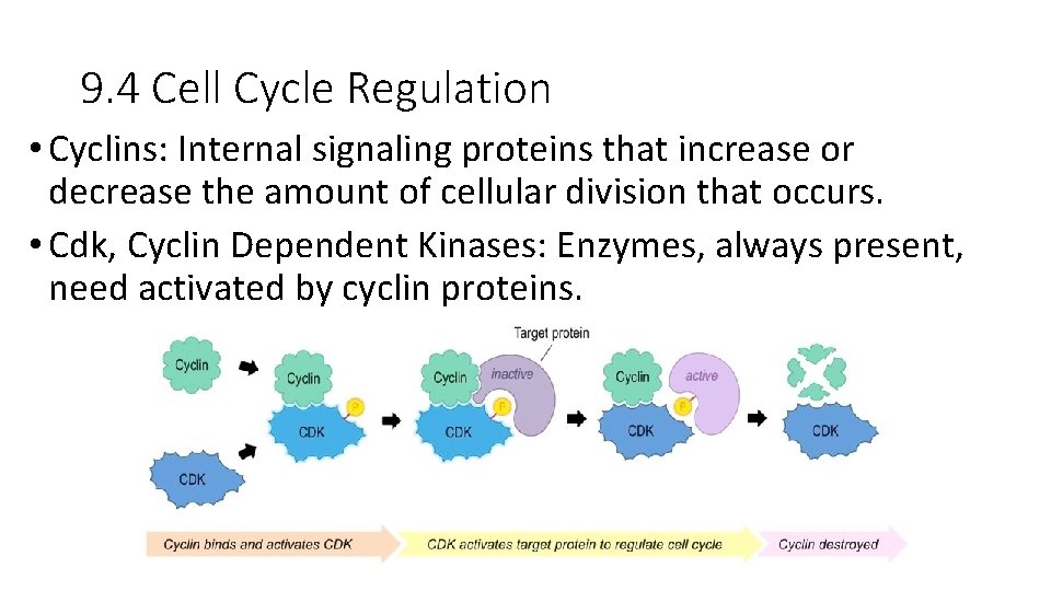 9. 4 Cell Cycle Regulation • Cyclins: Internal signaling proteins that increase or decrease