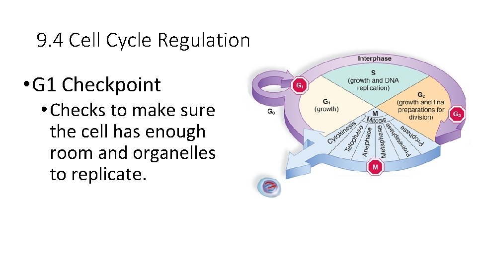 9. 4 Cell Cycle Regulation • G 1 Checkpoint • Checks to make sure