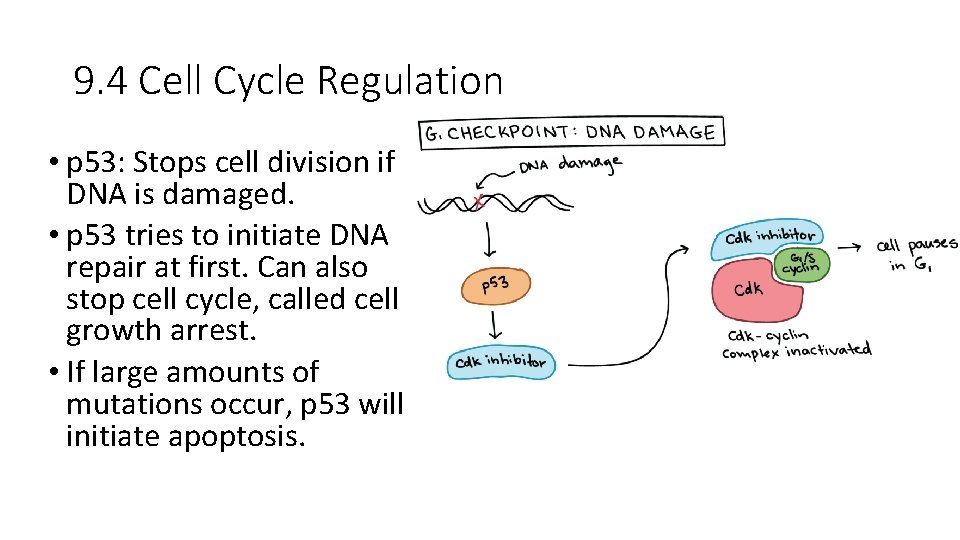 9. 4 Cell Cycle Regulation • p 53: Stops cell division if DNA is