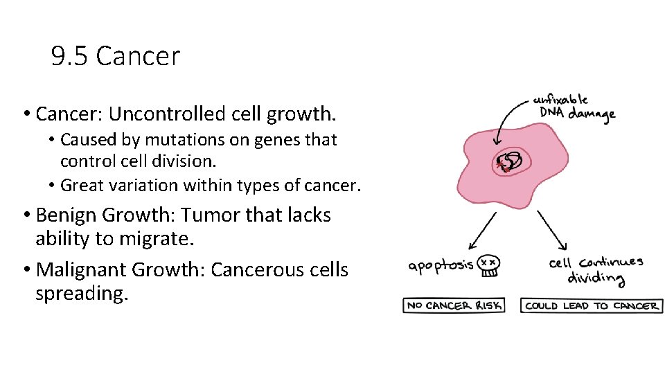 9. 5 Cancer • Cancer: Uncontrolled cell growth. • Caused by mutations on genes