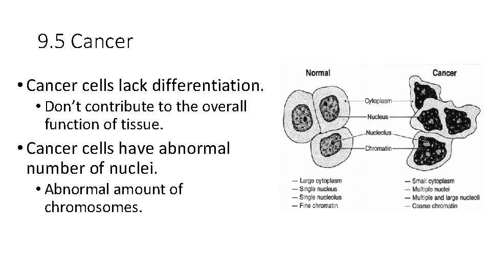 9. 5 Cancer • Cancer cells lack differentiation. • Don’t contribute to the overall