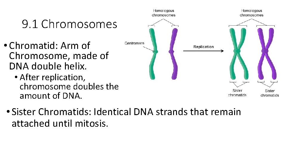 9. 1 Chromosomes • Chromatid: Arm of Chromosome, made of DNA double helix. •