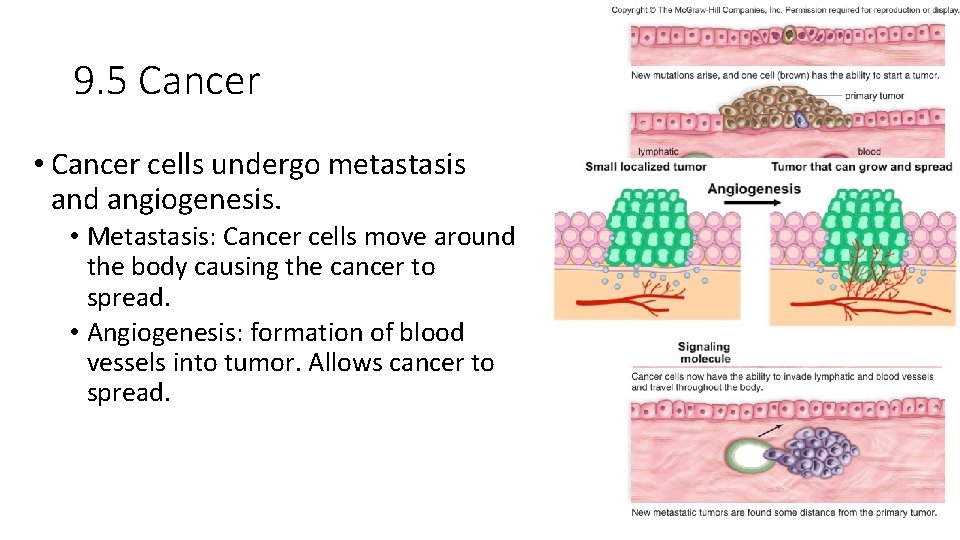9. 5 Cancer • Cancer cells undergo metastasis and angiogenesis. • Metastasis: Cancer cells