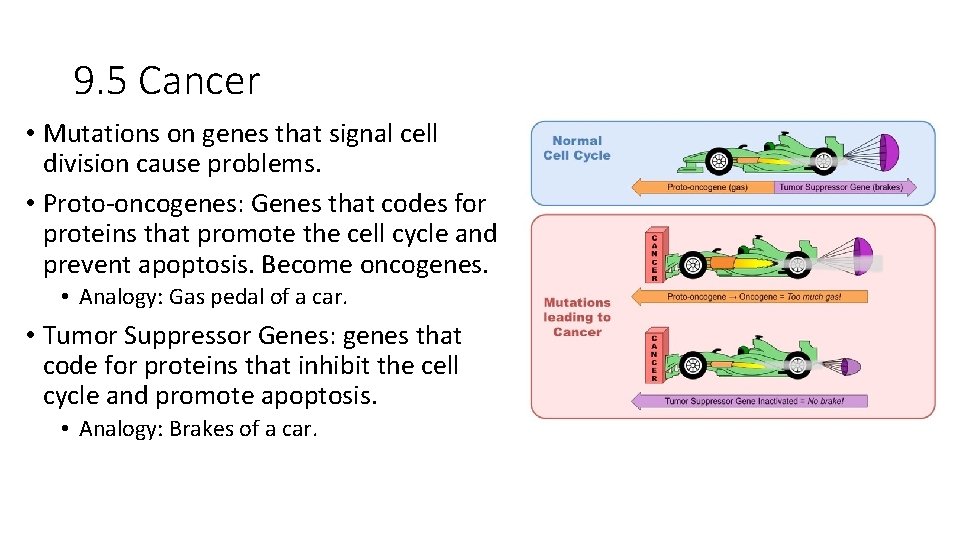 9. 5 Cancer • Mutations on genes that signal cell division cause problems. •