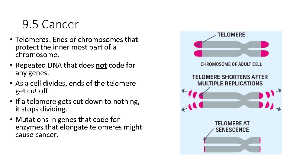 9. 5 Cancer • Telomeres: Ends of chromosomes that protect the inner most part