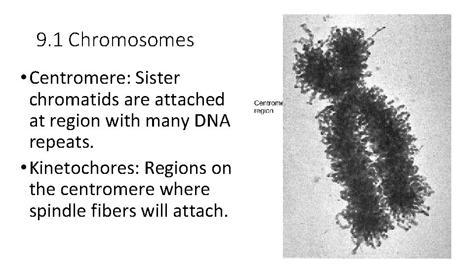 9. 1 Chromosomes • Centromere: Sister chromatids are attached at region with many DNA