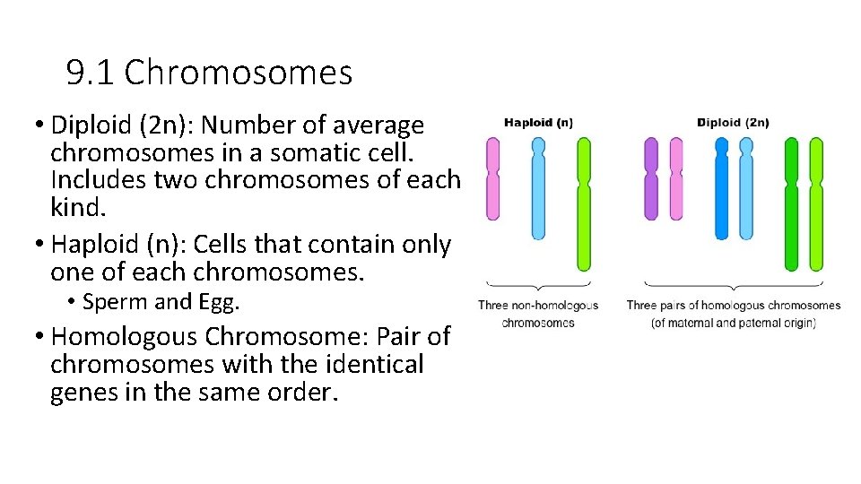 9. 1 Chromosomes • Diploid (2 n): Number of average chromosomes in a somatic